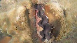 Giant clam in a coral reef Stock Footage