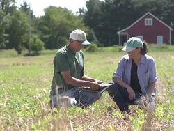 Farmer and agricultural consultant in field of GMO soybeans Stock Footage