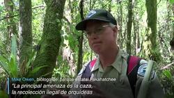 CLEAN : Cientificos intentan evitar la extincion de la orquidea fantasma News Clip