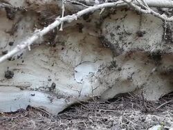Old avalanche melting in spring valley Stock Footage