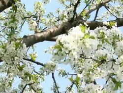 Cherry tree in blossom - 1 Stock Footage