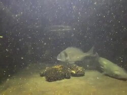 Big Fishes Swimming in Aquarium Stock Footage