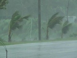 Palm trees thrashing in strong wind; Typhoon Morakot, Taiwan 7th August 2009 (With Audio) Stock Footage