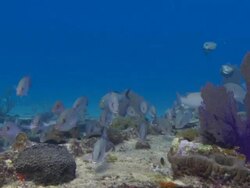 Sugar wreck, grunts, puffer, Bahamas  Stock Footage