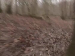 Chasing through Forest - HD &amp; PAL Stock Footage