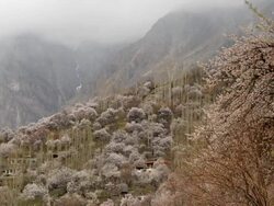 Cherry and apricot blossom in Hunza valley,Pakistan Stock Footage