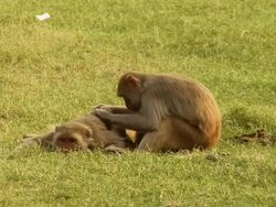 MS Monkeys sitting in lawn  / Alwar, Rajasthan, India Stock Footage