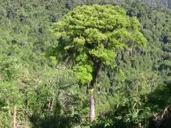 HD: Colombian forest Stock Footage