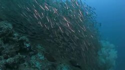 School Slender Silverside are hunted by predators Stock Footage