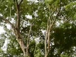 crane shot of tree.Full HD video Stock Footage