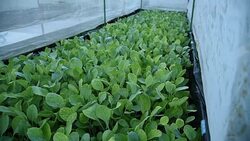 HD: Hydroponic vegetable Stock Footage