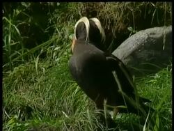 CU Tufted Puffin, Fratercula cirrhata, Arctic Circle Stock Footage