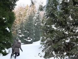 Couple walk through deep snow in conifer forest Stock Footage