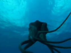 Octopus Stock Footage