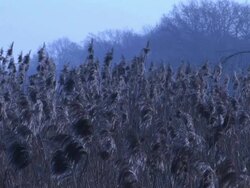 Reeds in the evening Stock Footage