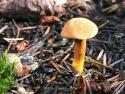 PAL: Mushroom Stock Footage