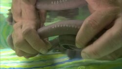 Hands clutch a hagfish underwater. Stock Footage