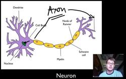 The Nervous System Instructional Video