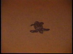 SOUTH AFRICA: MAPUTALAND MARINE RESERVE: TURTLE PROTECTION News Clip