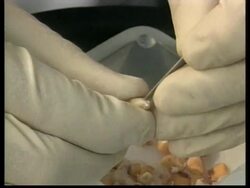 ROVING REPORT: RR9948/A: USA: GM FOOD News Clip