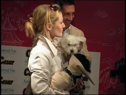 Couture fashion has literally gone to the dogs News Clip