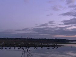 European Cranes (Grus grus) at water's edge and in flight over lake, North East Extremadura in Dehesa. Stock Footage