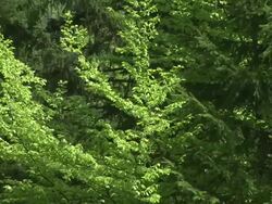 HD: Trees in wind Stock Footage