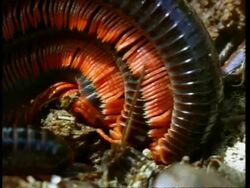 BCU Pair of Millipedes mating, Kenya Stock Footage