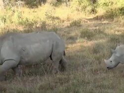 MS ZO Two white rhinoceroses with one baby rhinoceros walking in early morning light at lake nakuru national park AUDIO / Nakuru, Rift Valley, Kenya Stock Footage