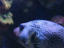 CU Shot of pufferfish (Tetraodontidae) swimming near coral, in aquarium / Eilat, Arava, Negev Desert, Israel  Stock Footage