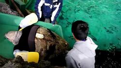 CLEAN : Offbeat Artificial arms boost News Clip