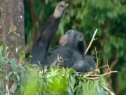 Chimpanzee (Pan troglodytes) lies in tree nest, scratches leg lazily, Sierra Leone Stock Footage