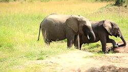 Elephants drinking and playing with water-09/13 Stock Footage