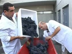 VOICED: Sniffing out French wine frauds News Clip