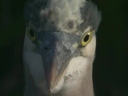 CU Great Blue Heron face / Everglades, Florida, USA Stock Footage