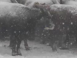 Cattle stick together Stock Footage