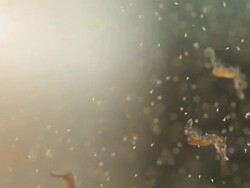 Juvenile Hippocampus Swimming and Feeding Stock Footage