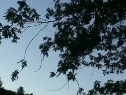 A view of tree leaves in silouwette. Stock Footage