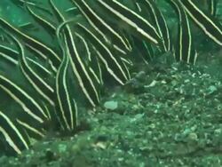 Catfish, Juvenile, Feeding on bottom, close up, Indonesia  Stock Footage