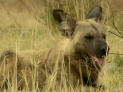 CU Shot of African wild dog resting and observing surroundings / Okavango Delta, North-West District, Botswana Stock Footage