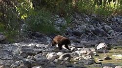 WS  shot of a black bear cub (Ursus americanus) walking across a stream (slow motion) Stock Footage