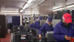 Fruit farm workers sort and package harvested strawberries in modern agricultural plant. Stock Footage