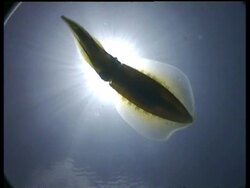 MS Bigfin Reef Squid overhead with sun above, Mabul, Borneo, Malaysia Stock Footage