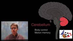 The Brain Instructional Video