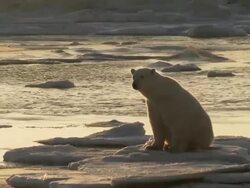 WS Polar bear sitting on snow / Churchill, Manitoba, Canada Stock Footage