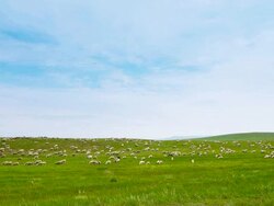 Flock of sheep on grassland Stock Footage