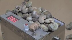 CLEAN : Cashew king Ivory Coast sees sees taxes crack exports News Clip