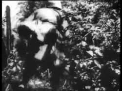 B/W 1960's 2 soldiers searching in bushes / Vietnam / SOUND Stock Footage