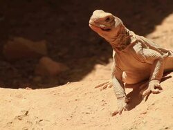 Spiny-tailed lizard (Uromastyx dispar) basking in the sun on a rock Stock Footage