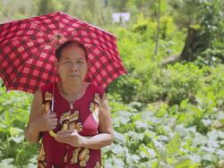 MS SLO MO Woman standing with umbrella in green field /  Vientiane, Laos Stock Footage